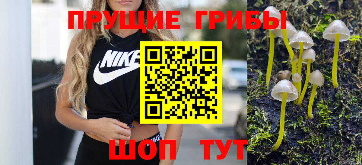 Псилоцибиновые грибы Psilocybe Солнечногорск