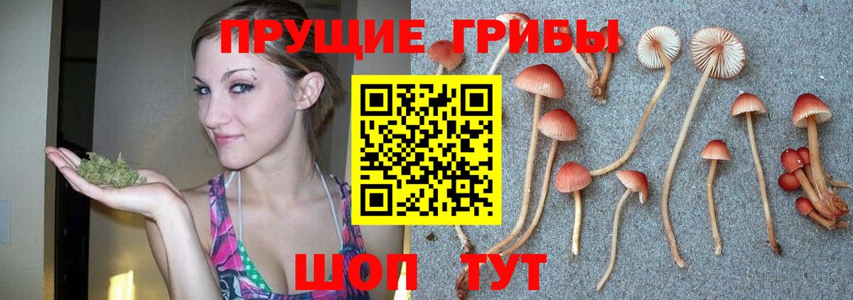 Солнечногорск  Псилоцибиновые грибы Psilocybe  Псилоцибиновые грибы Psilocybe  Вход с VPN 